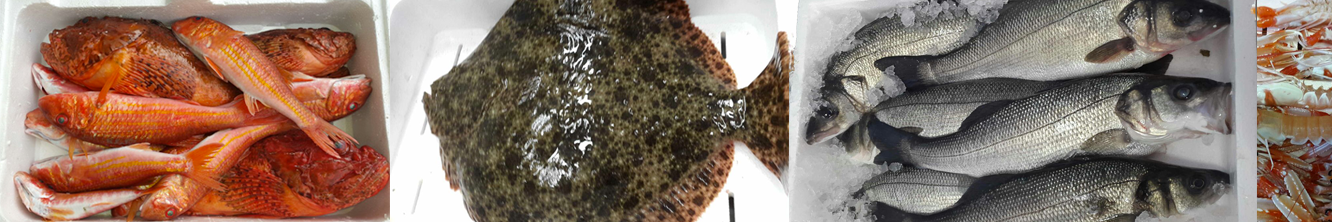 Img-Pesce-Cafagna-Prenotazione